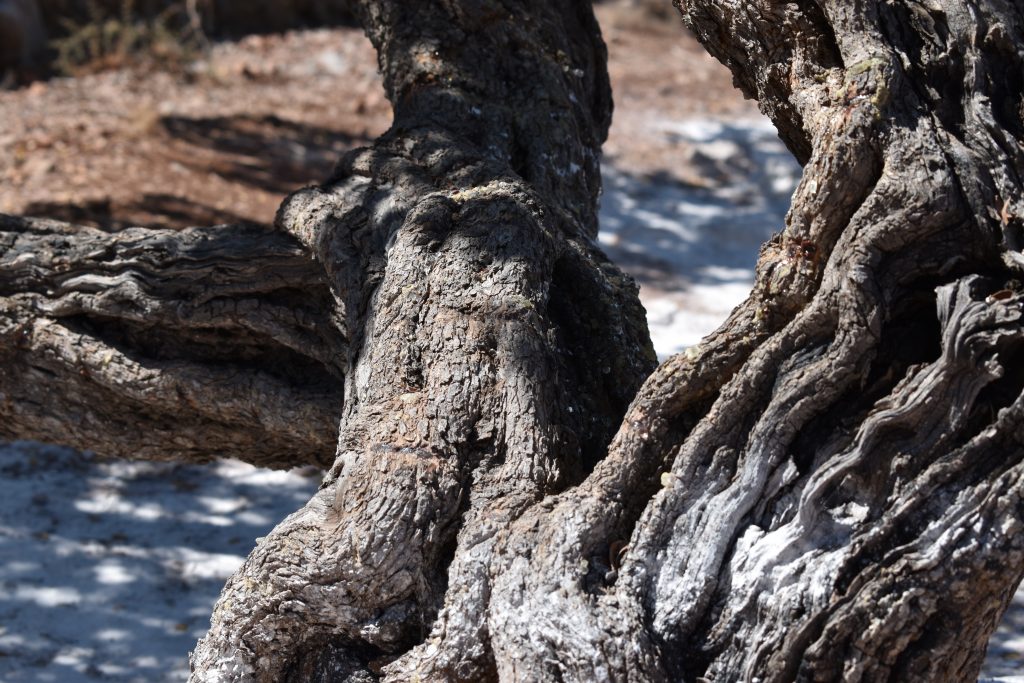 Mastic Trees of Chios island